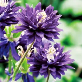 aquilegia-orlik-pelny-double-niebieski-1-szt-sadzonka-sadzonki-orliki