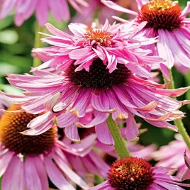 echinacea-jezowka-double-decker-1-szt-sadzonki-jezowki-sadzonka