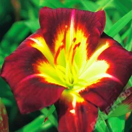 hemerocallis-liliowiec-ogrodowy-night-beacon-1-szt-liliowce-sadzonki