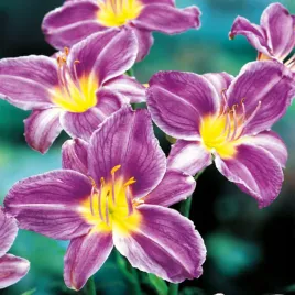 hemerocallis-liliowiec-ogrodowy-blue-sea-1-szt-liliowce-sadzonki