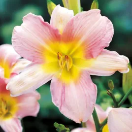 hemerocallis-liliowiec-ogrodowy-catherine-woodberry-1-szt-liliowce-sadzonki
