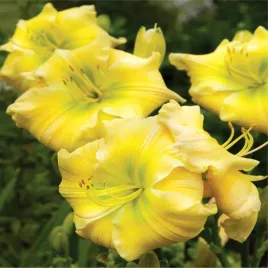 hemerocallis-liliowiec-ogrodowy-tequila-and-lime-1-szt-liliowce-sadzonki
