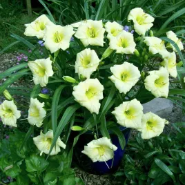 hemerocallis-liliowiec-ogrodowy-longsfield-pearl-1-szt-liliowce-sadzonki