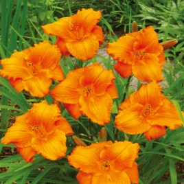 hemerocallis-liliowiec-ogrodowy-my-reggae-tiger-1-szt-liliowce-sadzonki