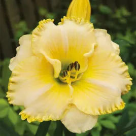 hemerocallis-liliowiec-ogrodowy-villa-vanilla-1-szt-liliowce-sadzonki
