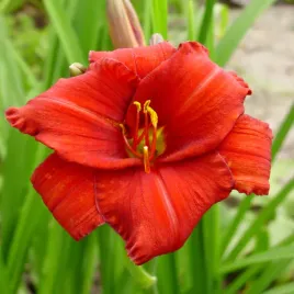 hemerocallis-liliowiec-ogrodowy-chicago-apache-1-szt-liliowce-sadzonki