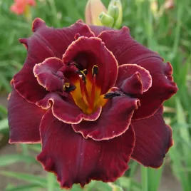 hemerocallis-liliowiec-ogrodowy-pelny-night-embers-1-szt-liliowce-sadzonki