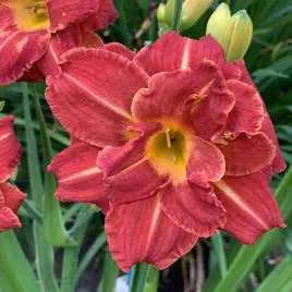 hemerocallis-liliowiec-ogrodowy-booby-ruby-1-szt-liliowce-sadzonki