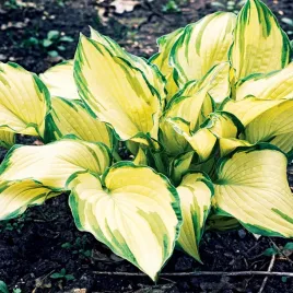 hosta-funkia-ogrodowa-albopicta-1-szt-sadzonka-sadzonki-hosty-funkie