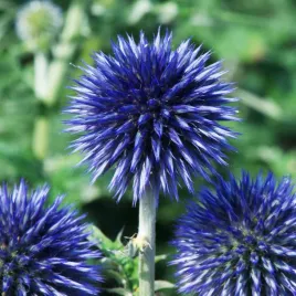 przegorzan-pospolity-niebieski-nasiona-kwiatow-kuliste-niebieskie-kwiaty