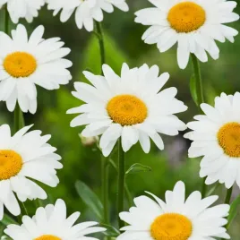 zlocien-wlasciwy-bialy-nasiona-kwiatow-klasyczne-biale-koszyczki