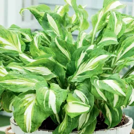 hosta-funkia-ogrodowa-mediovariegata-1-szt-sadzonka-sadzonki-hosty-funkie