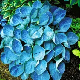 hosta-funkia-ogrodowa-blue-angel-1-szt-sadzonka-sadzonki-hosty-funkie