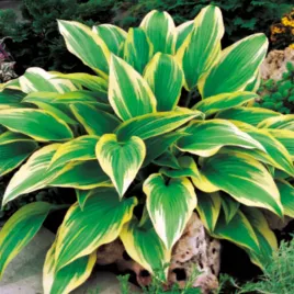 hosta-funkia-ogrodowa-aureomarginata-1-szt-sadzonka-sadzonki-hosty-funkie