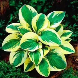 hosta-funkia-odrodowa-golden-tiara-1-szt-sadzonka-sadzonki-hosty-funkie