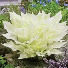 hosta-funkia-biala-white-feather-1-szt-sadzonka-sadzonki-hosty-funkie