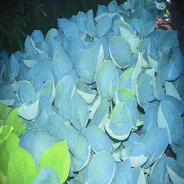 hosta-funkia-ogrodowa-halcyon-1-szt-sadzonka-sadzonki-hosty-funkie