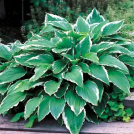 hosta-funkia-ogrodowa-crispula-1-szt-sadzonka-sadzonki-hosty-funkie