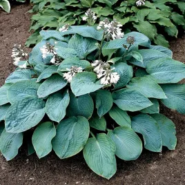 hosta-funkia-olbrzymia-empress-wu-1-szt-sadzonka-sadzonki-hosty-funkie