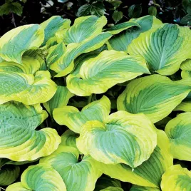 hosta-funkia-olbrzymia-satisfaction-1-szt-sadzonka-sadzonki-hosty-funkie