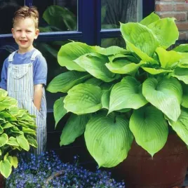 hosta-funkia-olbrzymia-sum-and-substance-1-szt-sadzonki-hosty-funkie