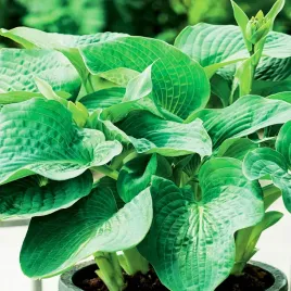 hosta-funkia-olbrzymia-elegans-1-szt-sadzonka-sadzonki-hosty-funkie