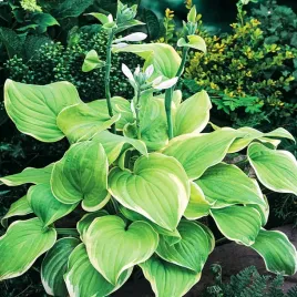 hosta-funkia-olbrzymia-winter-snow-1-szt-sadzonka-sadzonki-hosty-funkie