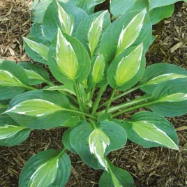 hosta-funkia-ogrodowa-snake-eyes-1-szt-sadzonka-sadzonki-hosty-funkie