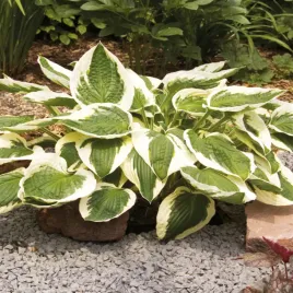 hosta-funkia-ogrodowa-patriot-1-szt-sadzonka-sadzonki-hosty-funkie