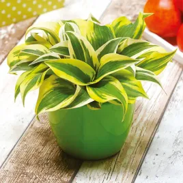 hosta-funkia-mini-frost-mysie-uszka-1-szt-sadzonka-sadzonki-hosty-funkie