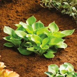 hosta-funkia-monster-ears-mysie-uszka-1-szt-sadzonka-sadzonki-hosty-funkie