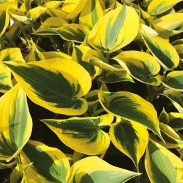 hosta-funkia-ogrodowa-autumn-frost-1-szt-sadzonka-sadzonki-hosty-funkie
