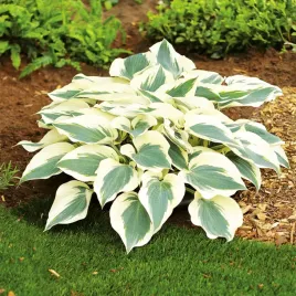 hosta-funkia-ogrodowa-firn-line-1-szt-sadzonka-sadzonki-hosty-funkie