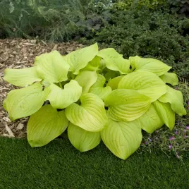 hosta-funkia-ogrodowa-tortilla-chip-1-szt-sadzonka-sadzonki-hosty-funkie