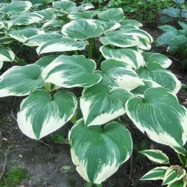 hosta-funkia-ogrodowa-robert-frost-1-szt-sadzonka-sadzonki-hosty-funkie