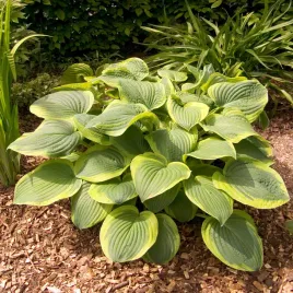 hosta-funkia-ogrodowa-abiqua-moonbeam-1-szt-sadzonka-sadzonki-hosty-funkie