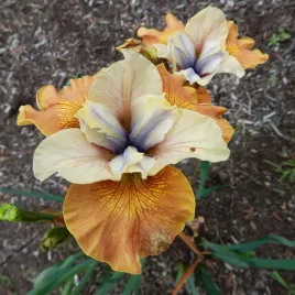 irys-syberyjski-orange-grooves-1-szt-irysy-sadzonki-irysow-kosaciec