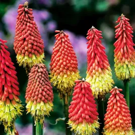 kniphofia-trytoma-gronista-czerwono-zolta-1-szt-sadzonka-plonaca-pochodnia