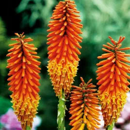 kniphofia-trytoma-groniasta-sadzonka-pomaranczowa-1-szt-plonaca-pochodnia