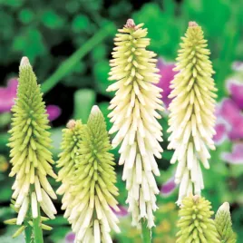kniphofia-trytoma-groniasta-biala-1-szt-sadzonka-plonaca-pochodnia