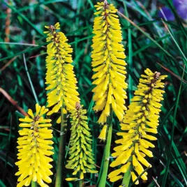 kniphofia-trytoma-groniasta-minister-verschuur-1-szt-sadzonka-pochodnia