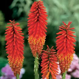 kniphofia-trytoma-groniasta-nancy-red-1-szt-sadzonka-plonaca-pochodnia