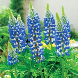 lupinus-lubin-sadzonki-niebieski-1-szt-sadzonka-klacze-odporna-odmiana