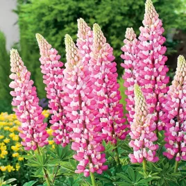 lupinus-lubin-sadzonki-rozowy-1-szt-sadzonka-klacze-odporna-odmiana