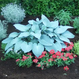 hosta-funkia-ogrodowa-canadian-blue-1-szt-sadzonka-sadzonki-hosty-funkie