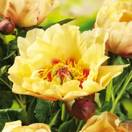 piwonia-drzewiasta-prairie-charm-1-szt-piwonie-sadzonki-sadzonka-pachnaca