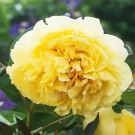 piwonia-drzewiasta-yellow-crown-1-szt-piwonie-sadzonki-sadzonka-pachnaca