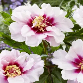 paeonia-piwonia-drzewiasta-cora-louise-1-szt-piwonie-sadzonki-sadzonka