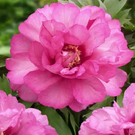 piwonia-drzewiasta-julia-rose-1-szt-piwonie-sadzonki-sadzonka-pachnaca