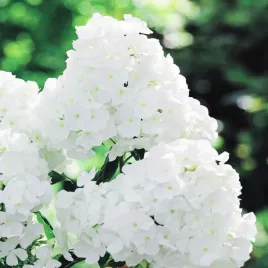 phlox-floks-plomyk-wiechowaty-bialy-white-1-szt-floksy-sadzonki-kwiatow